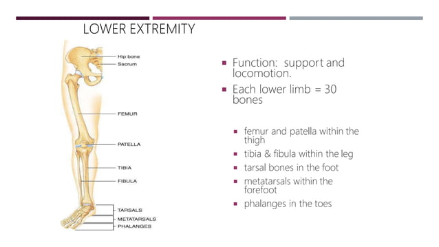 Lower Limb Lettering Anatomy of the Lower Limb.pdf