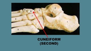 Cuneiform 2 Anatomy of the Lower Limb.pdf
