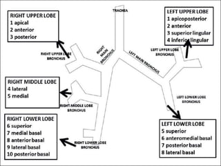 Lower Apices Anatomy of the lower respiratory tract | PPTX
