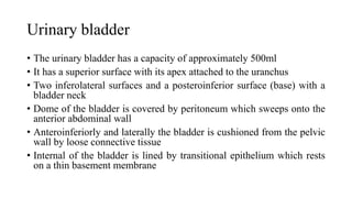 ANATOMY OF THE LOWER URINARY TRACT AND MALE [Autosaved] [Autosaved].pptx