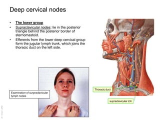 supraclavicular lymph nodes diagram