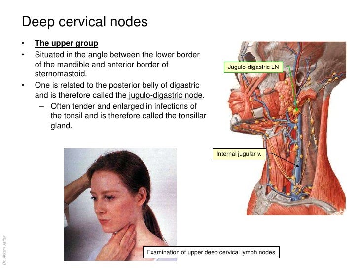 Anatomy of the lymphatic system