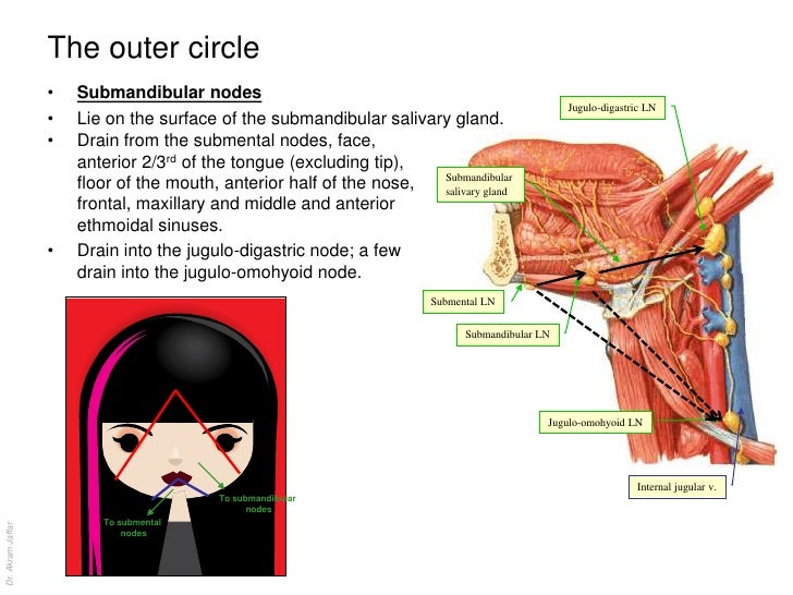 Anatomy of the lymphatic system