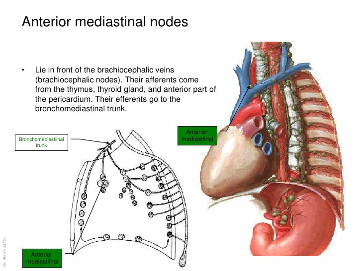 Anatomy of the lymphatic system