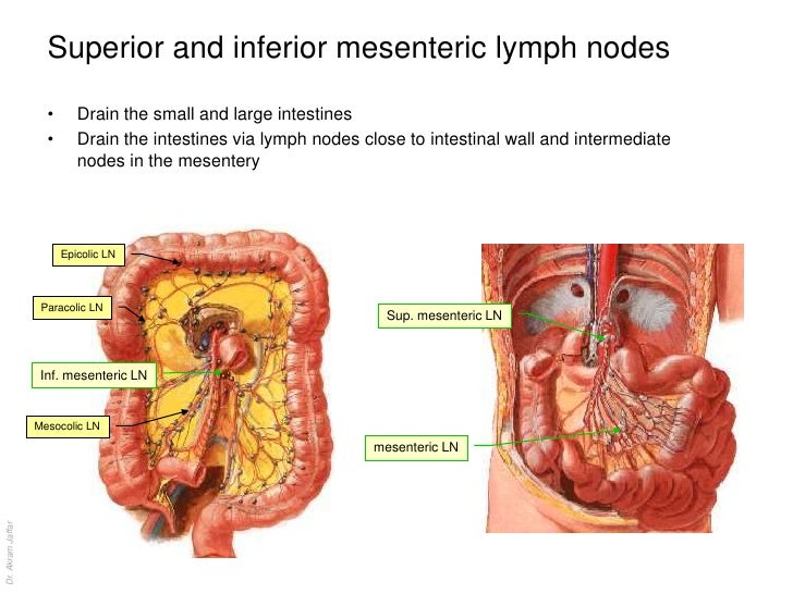 Where are the mesenteric lymph nodes located?