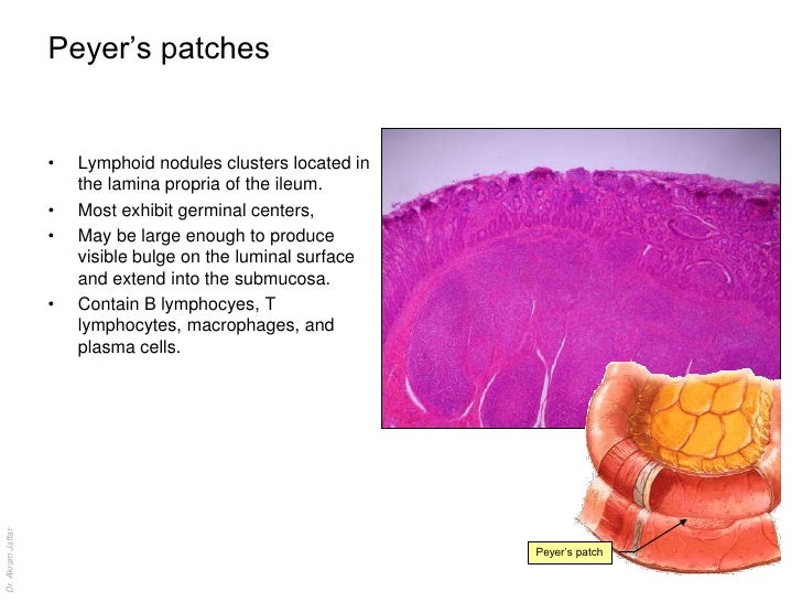 Anatomy of the lymphatic system