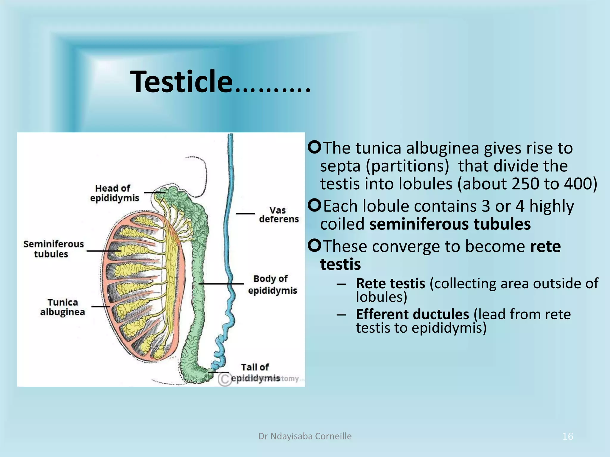 The Ultimate Guide To Male External Genitalia: Labels & More - scrujzq