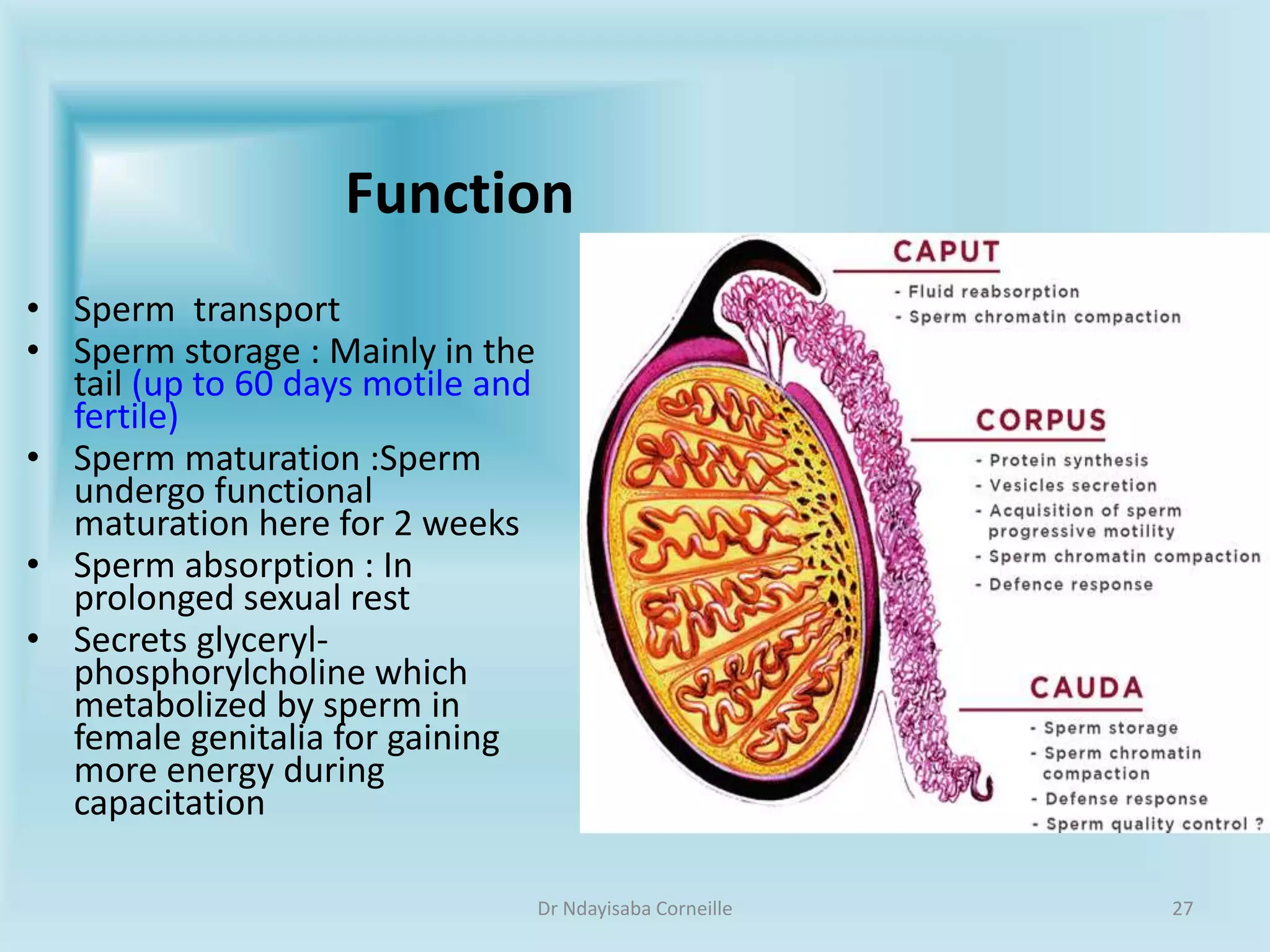 The Ultimate Guide To Male External Genitalia: Labels & More - d5c4n6q
