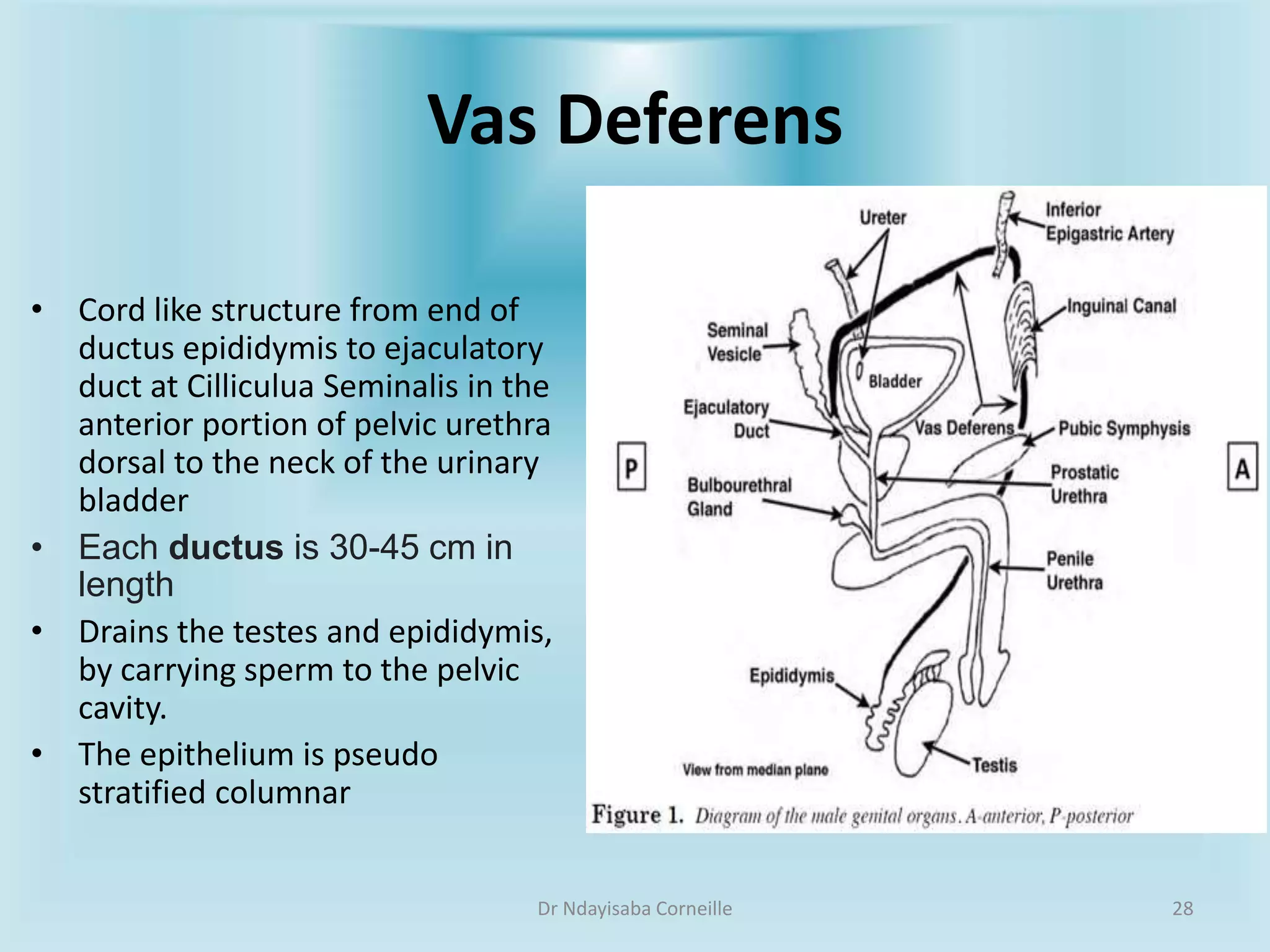 The Ultimate Guide To Male External Genitalia: Labels & More - yumtyhu