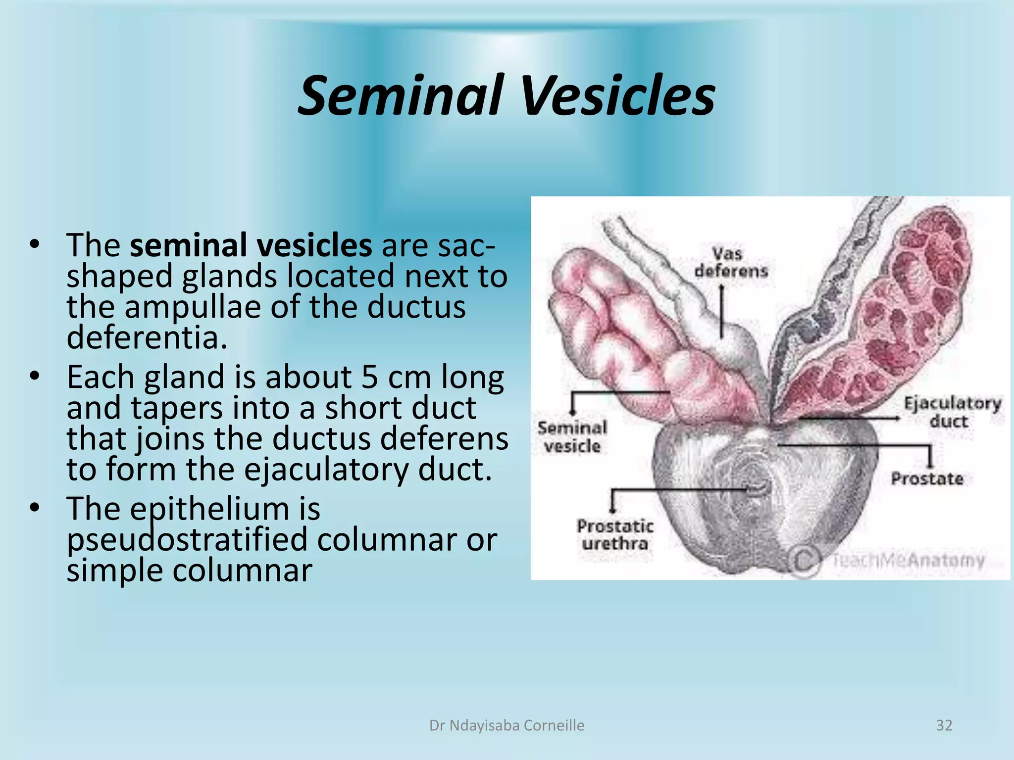 The Ultimate Guide To Male External Genitalia: Labels & More - t2l80c7