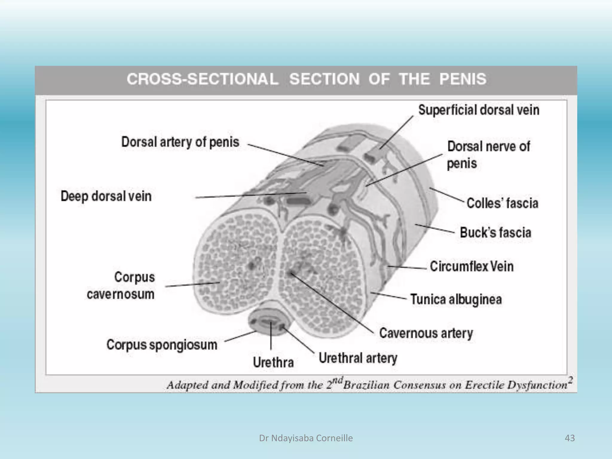 The Ultimate Guide To Male External Genitalia: Labels & More - l9t1x78