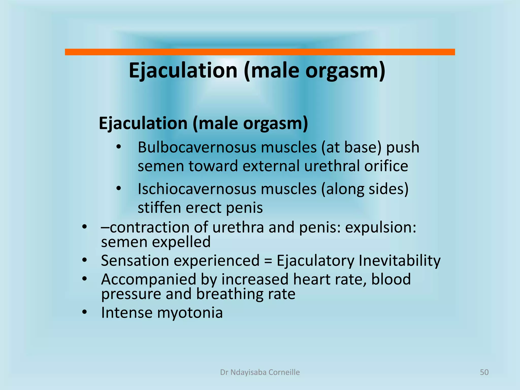 Anatomy Of The Male External Genitalia pptx Anatomy Of The Male External Genitalia pptx