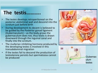 Anatomy of the Male External genitalia.pptx