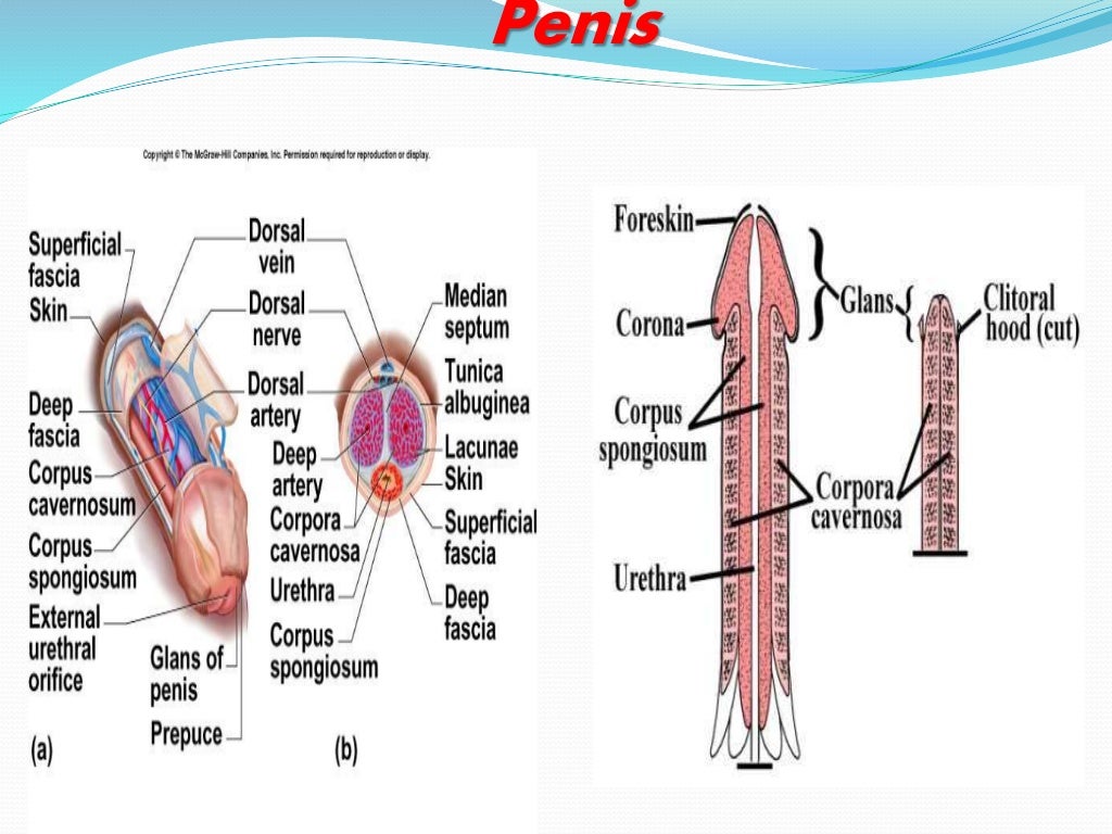 Anatomy & Physiology of the Male Reproductive System