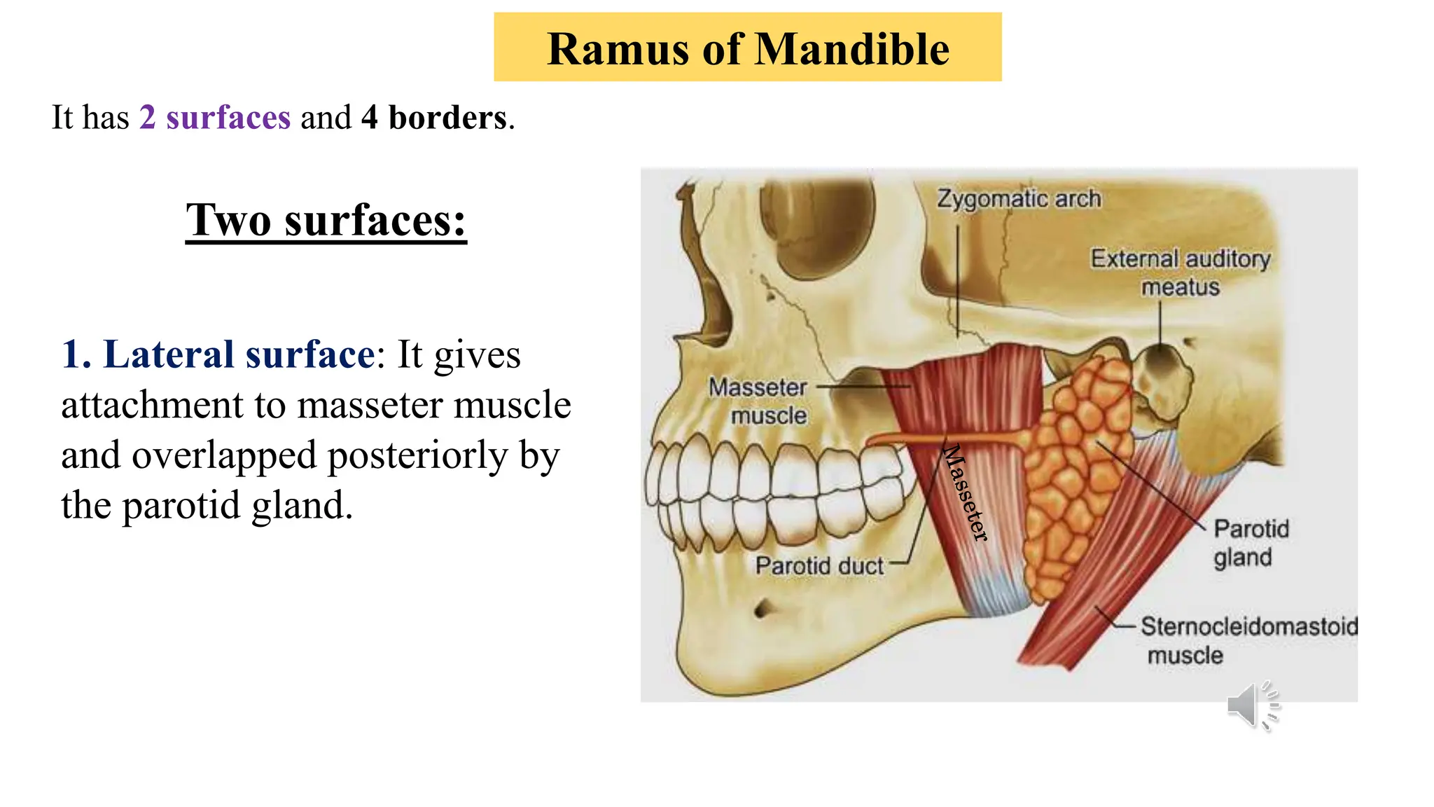 Anatomy of the mandible, TMJ & Muscles.ppsx