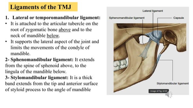 Anatomy of the mandible, TMJ & Muscles.ppsx