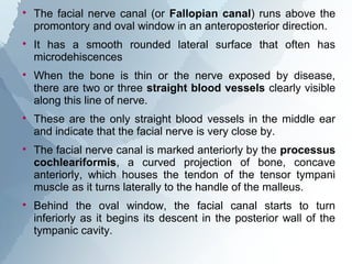 Anatomy of the middle ear | PPT