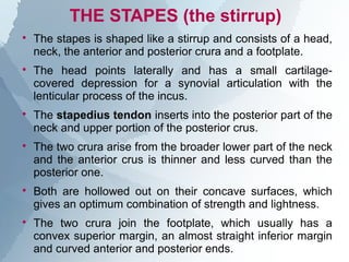 Anatomy of the middle ear | PPT