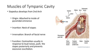 Stapedius In Ear Comprehensive Anatomy and Embryology of the Middle Ear Cleft | PPTX