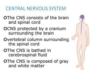 Cns Introduction The Anatomy of the Nervous System slide.pptx