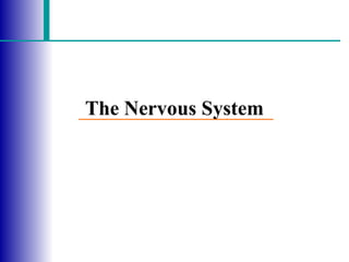 Anatomy of The Nervous System - palnurse.com.ppt