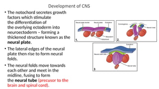 Neuroectoderm Development ANATOMY OF THE NERVOUS SYSTEM_Part 1_11_05_2025.pptx
