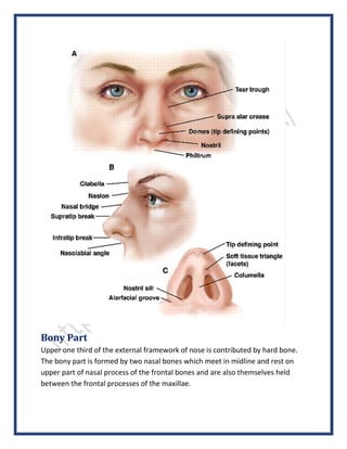Anatomy of the Nose | SurgicoMed.com