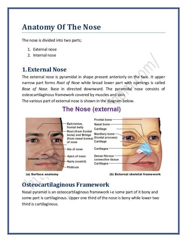 parts of the nose