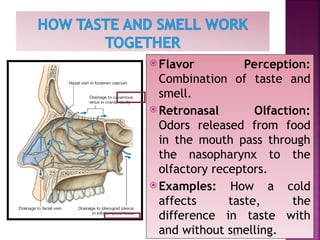 Comprehensive Overview of Nasal Anatomy, Olfaction, and Sinus Function ...