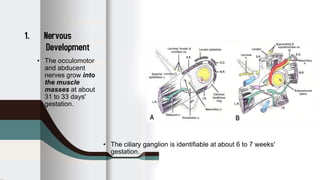 Anatomy of the orbit | PPTX