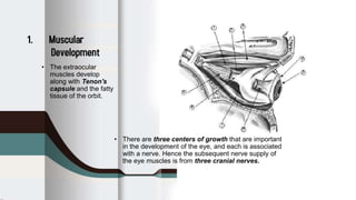 Anatomy of the orbit | PPTX