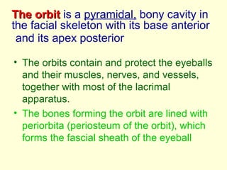 Anatomy of the orbit | PPT