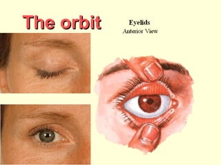 The orbitThe orbit
 