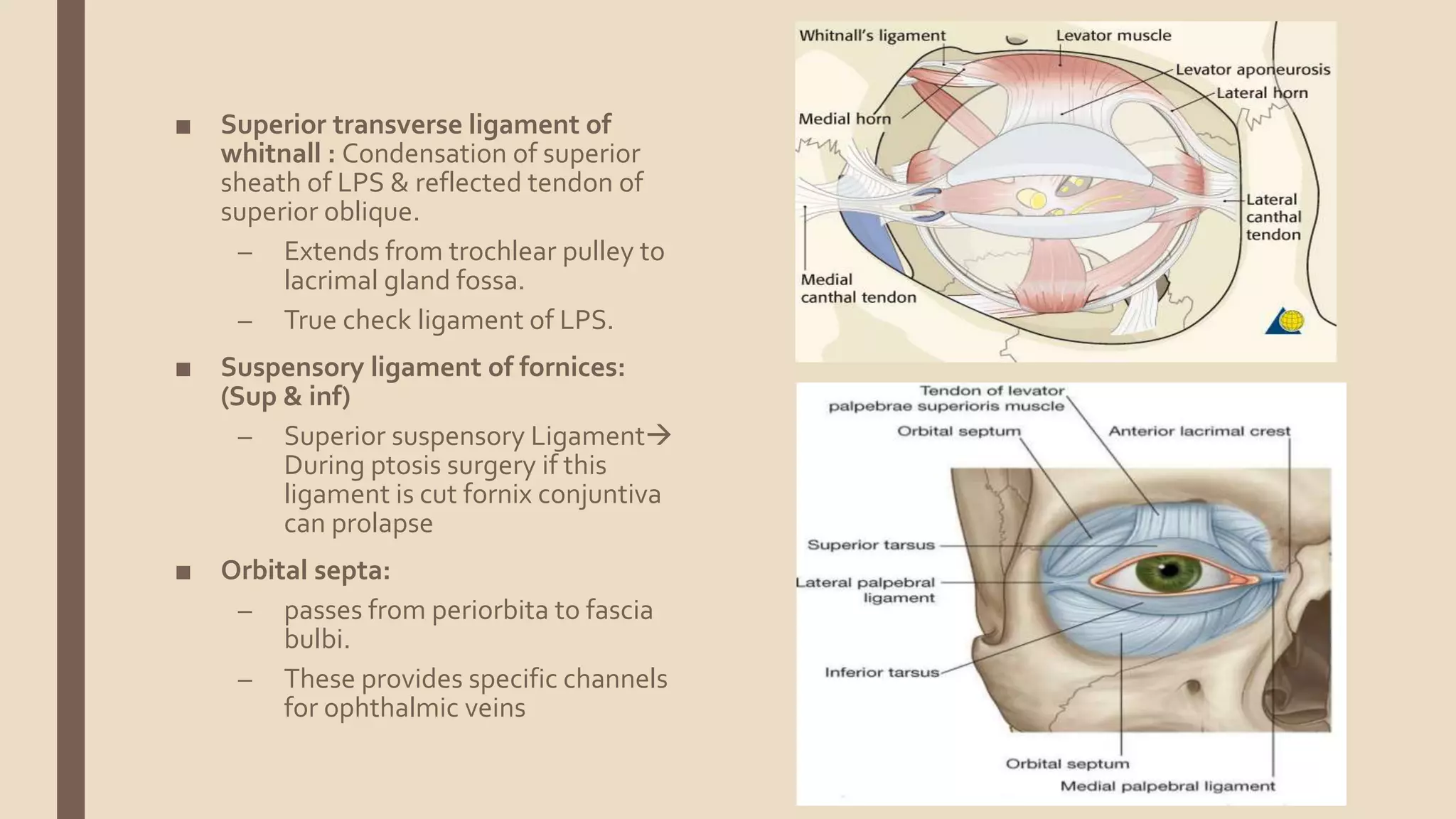 Anatomy of the orbit | PPTX
