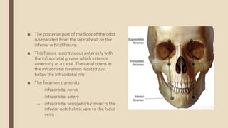 Anatomy of the orbit | PPTX