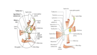 Comprehensive Anatomy and Applied Aspects of the Human Orbit | PPTX