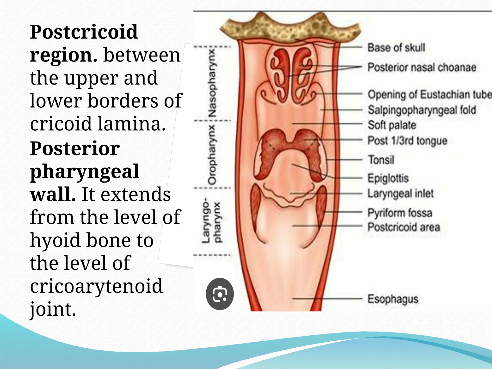 Pharinge Anatomy of the Pharynx universitate.pptx