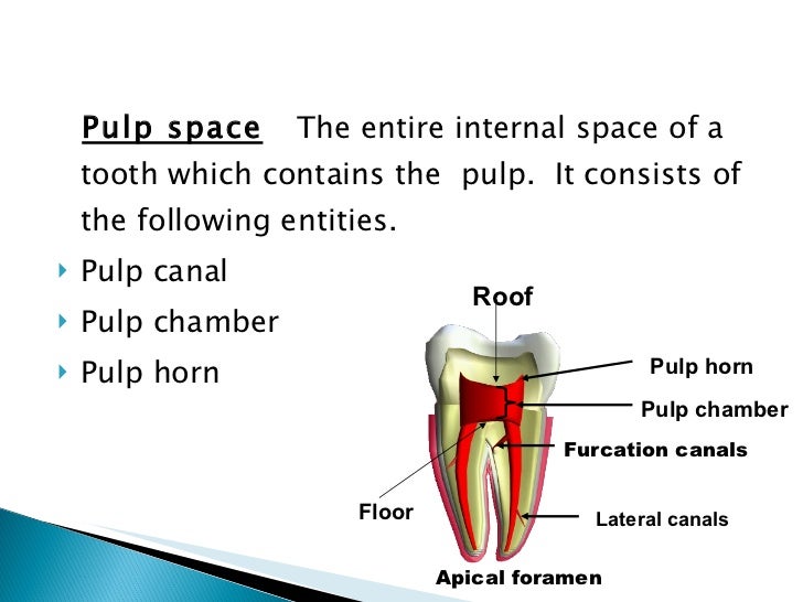 Anatomy of the pulp space