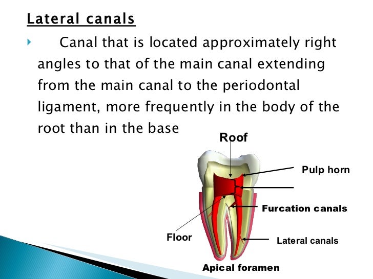 Anatomy of the pulp space
