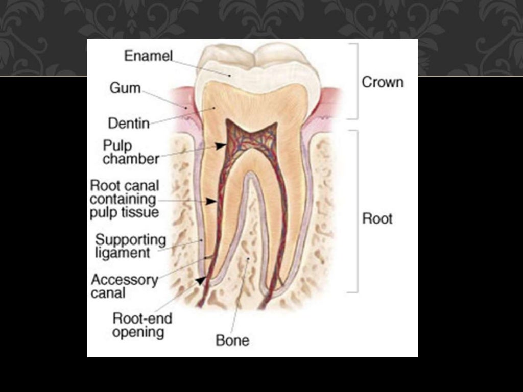 Anatomy of the pulp space and access cavity