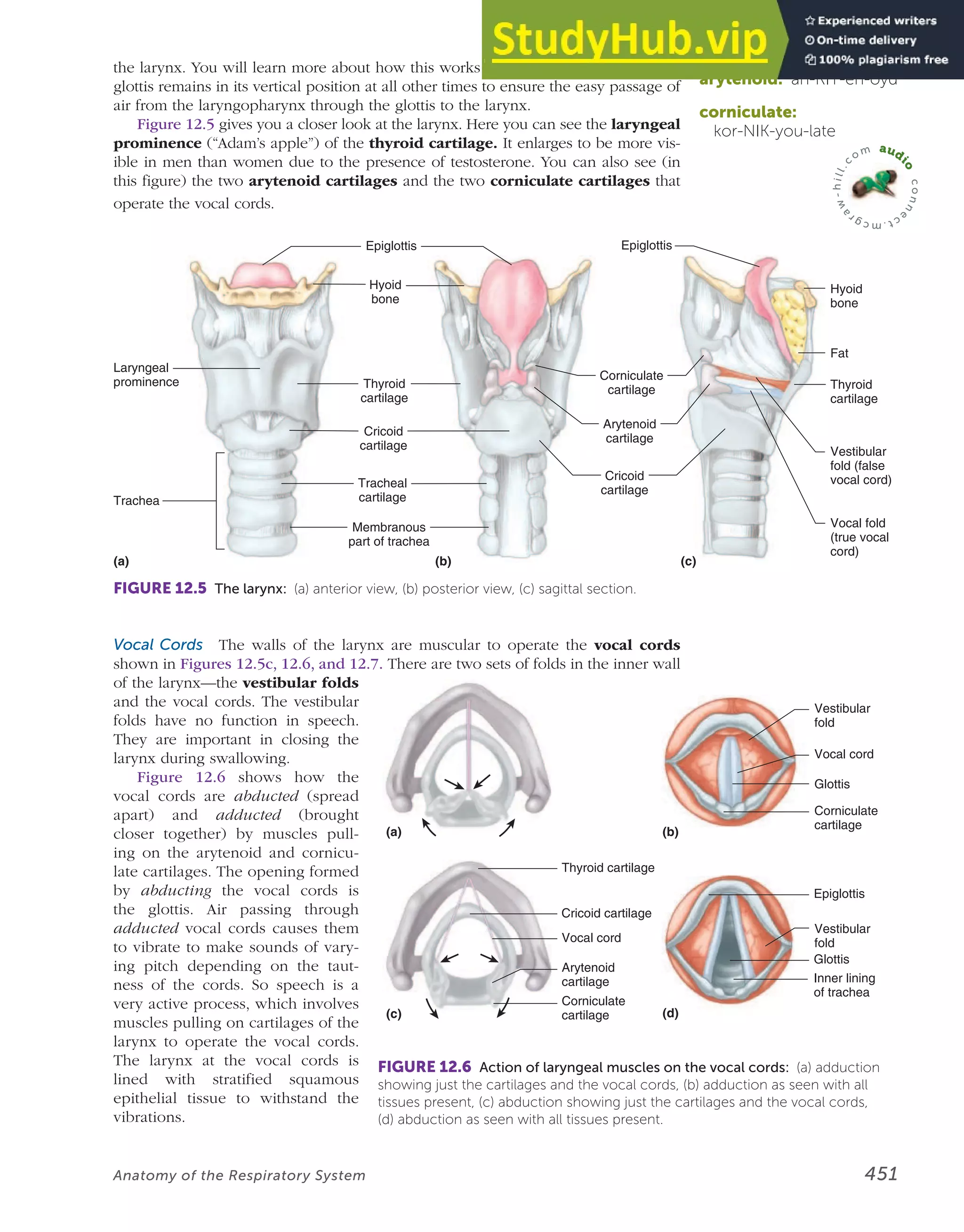 Anatomy Of The Respiratory System | PDF