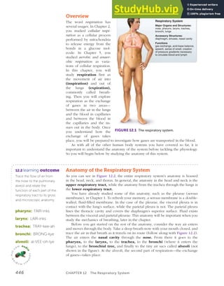 Respi System Anatomy Of The Respiratory System | PDF