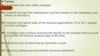 Windpipe Collapse ANATOMY OF THE RESPIRATORY SYSTEM for students.pptx