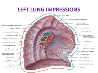 Left Lung File Anatomy of the respiratory tract | PPT