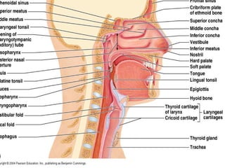 Label the anterior view of the larynx based on the hints if provided.