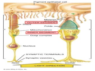 Anatomy of the retina | PPT