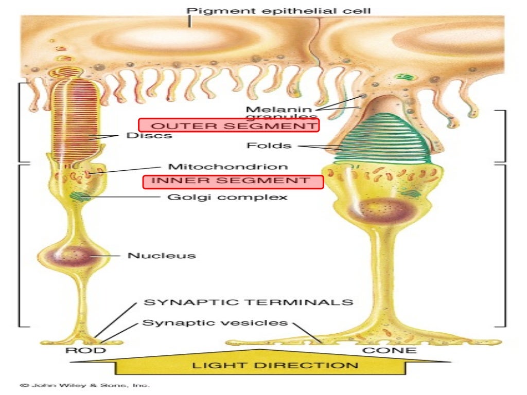 retina anatomy diagram retina anatomy diagram