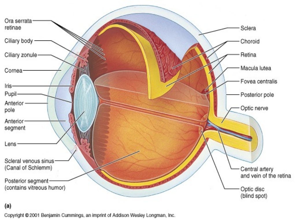 Anatomy Of The Retina