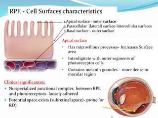 Inner Rpe Anatomy of the Retina.pptx