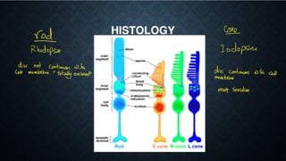 Anatomy of the retina and histologic features | PDF